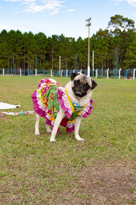 Foto do Pugnic 2026